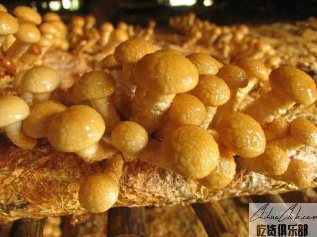平泉滑子菇