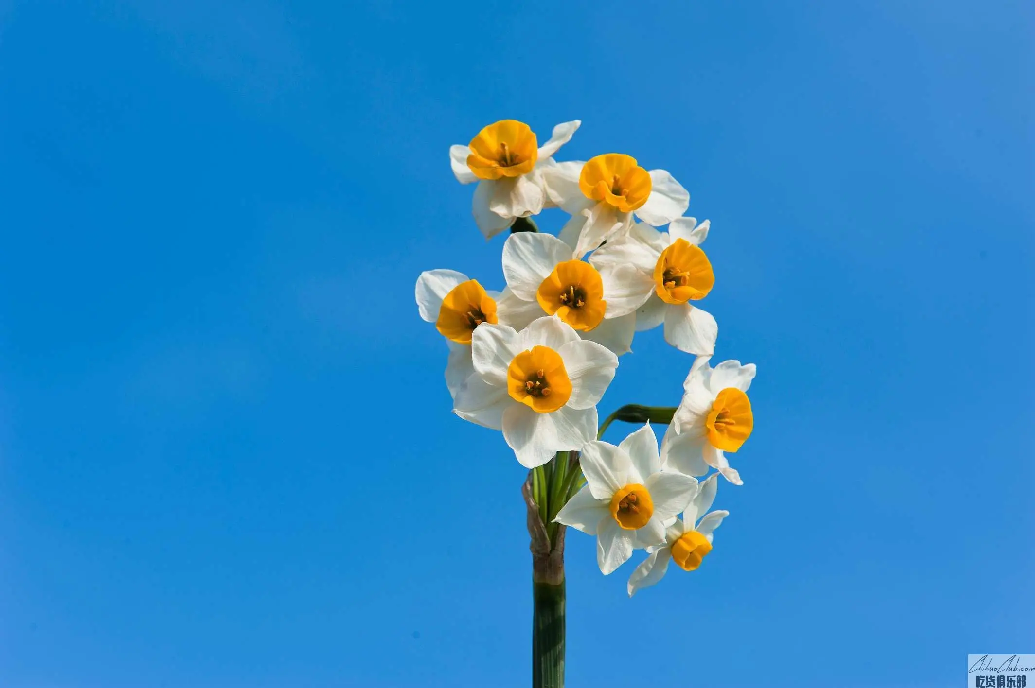 平潭水仙花
