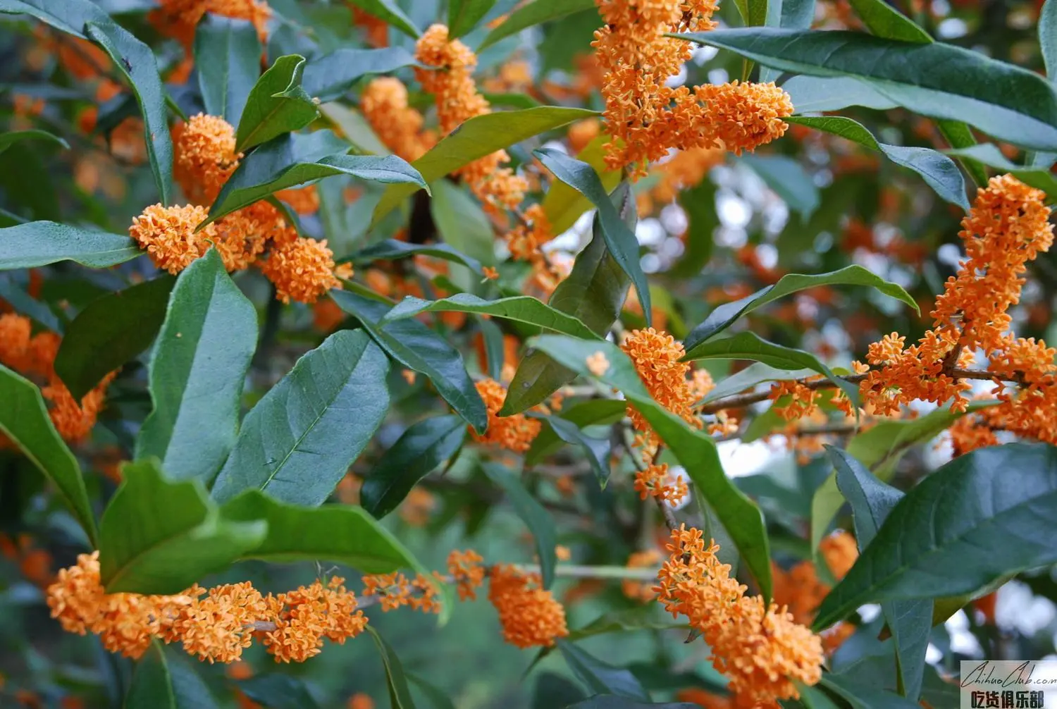 Pucheng Osmanthus