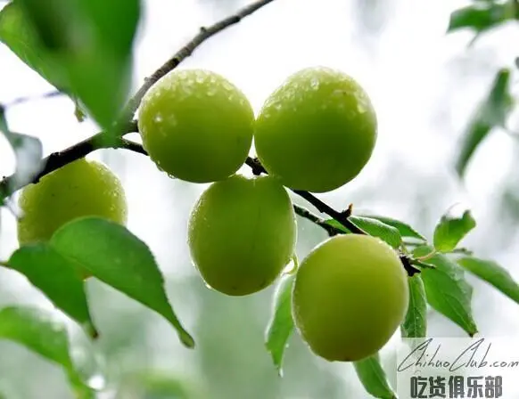 Puning Green Plum