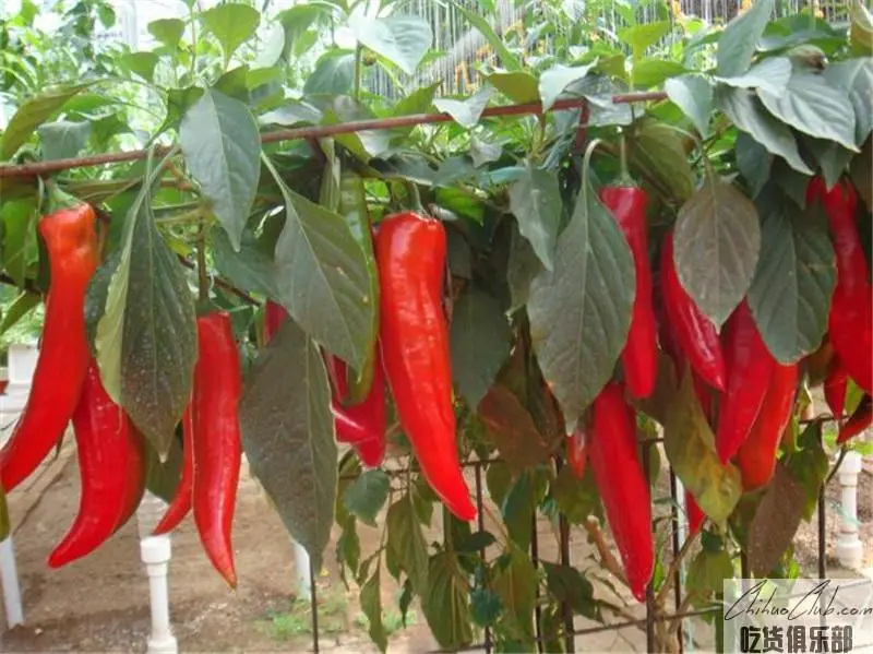 Dried red Chili