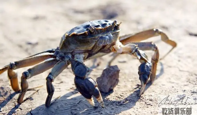 Qilihai river crab