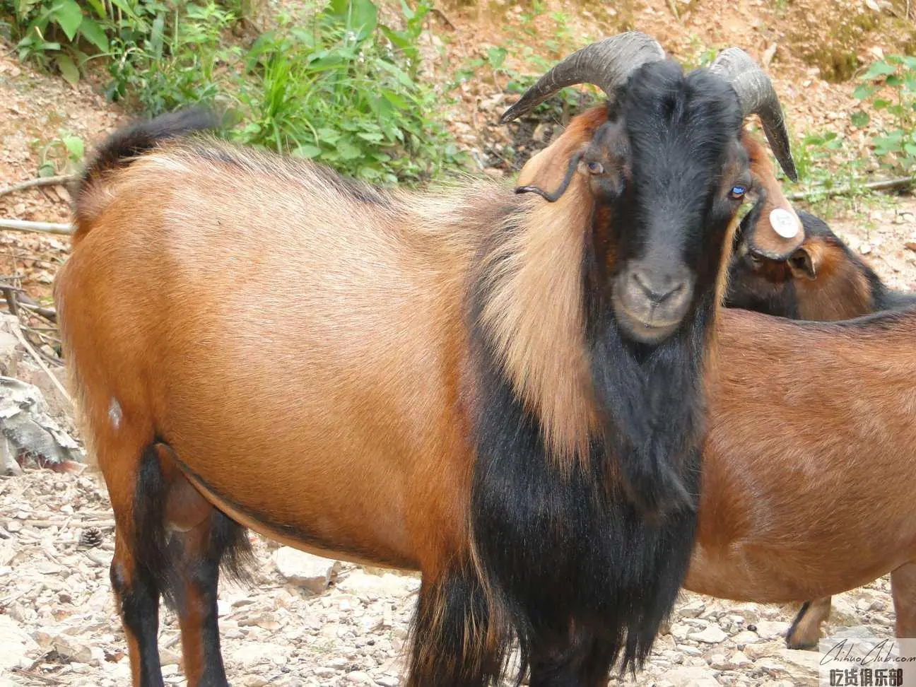 Qingliu yellow Sheep