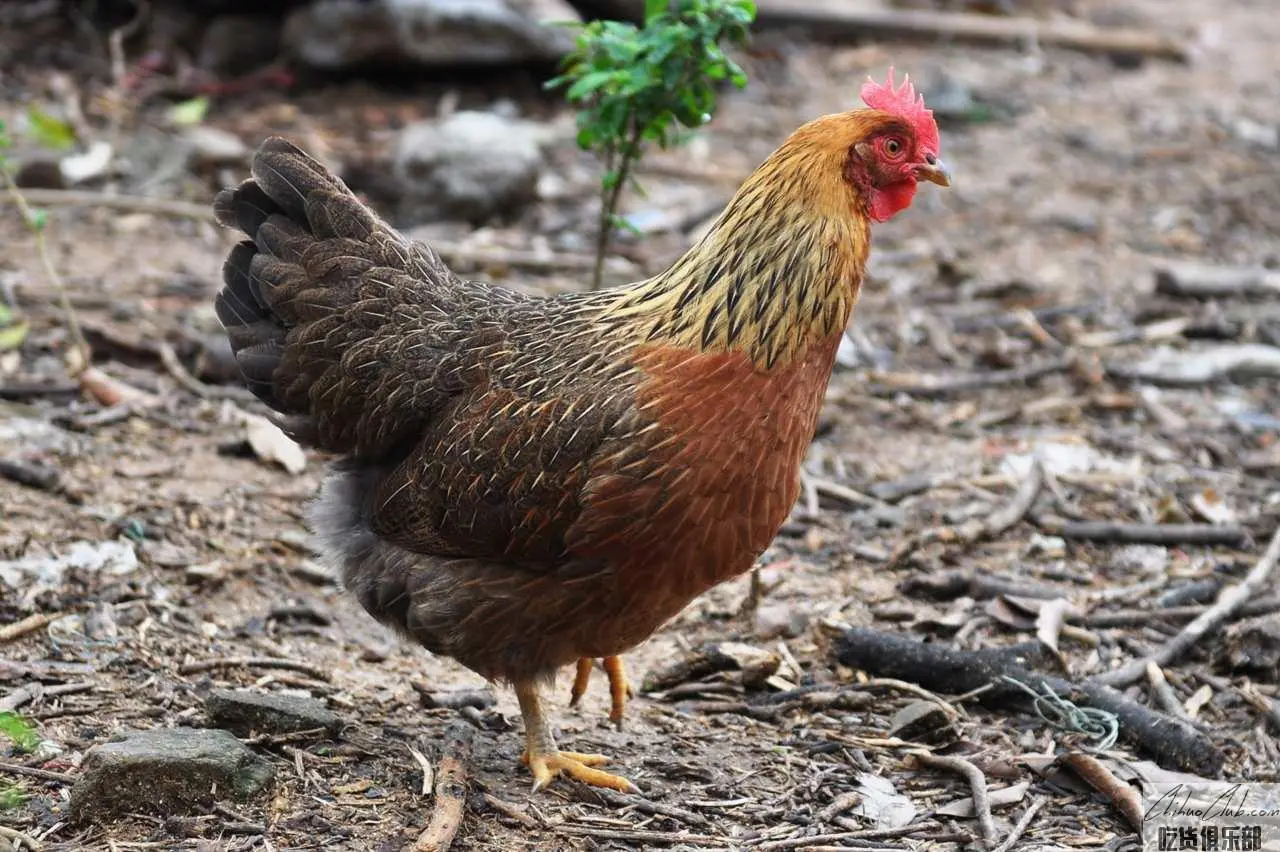 Qingyuan Chicken