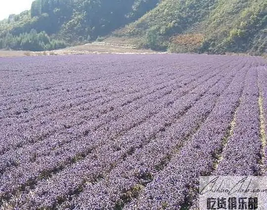 Qingyuan rough gentian