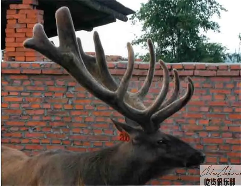 Qingyuan wapiti antler