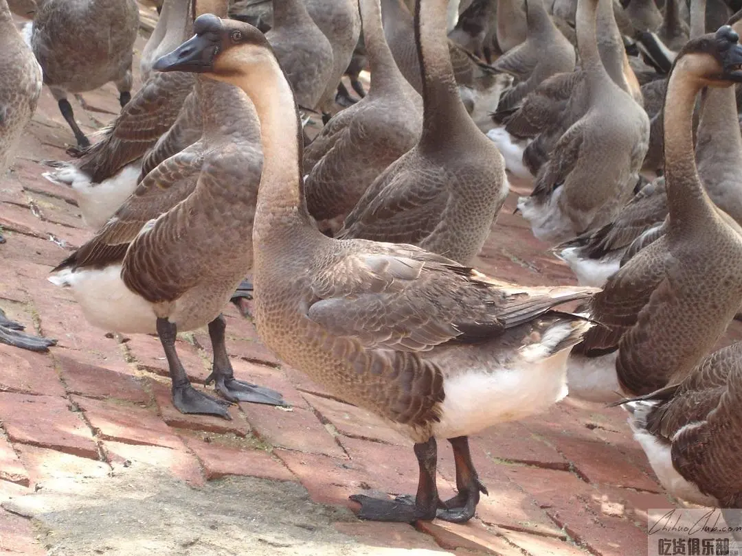 Qingyuan Black Bristle Goose