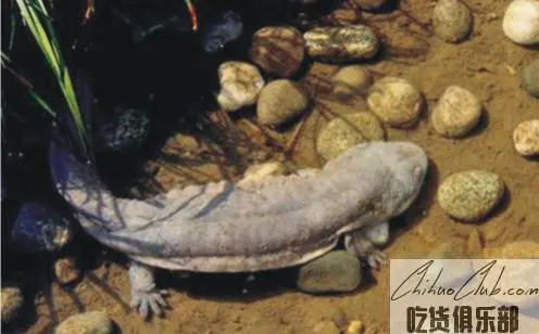 Qingzhujiang giant salamander