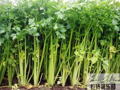 蕲芹(蕲菜)