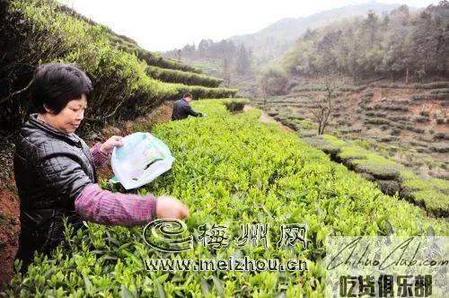 Qishejing Tea