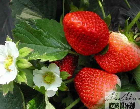 荣成草莓