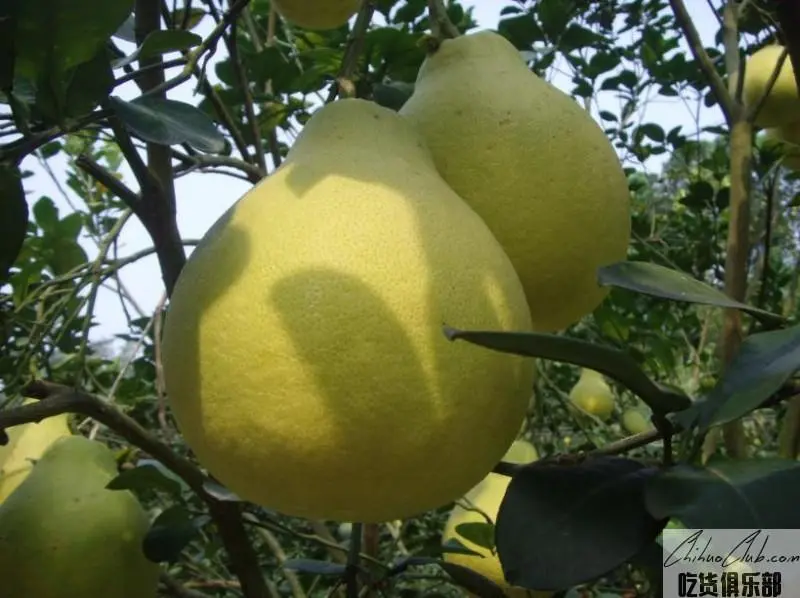 Rongxian Shatian Pomelo