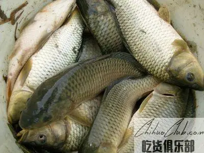 三江稻田鲤鱼