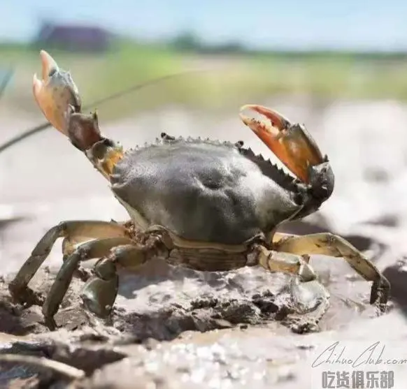 Sanmen blue crab