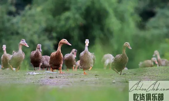 Sansui duck