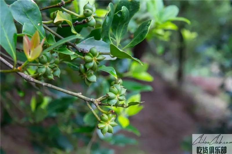 Shanglin star anise