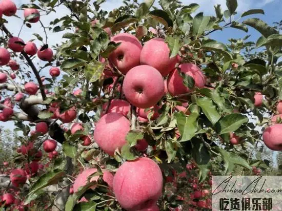 Shaanxi apple