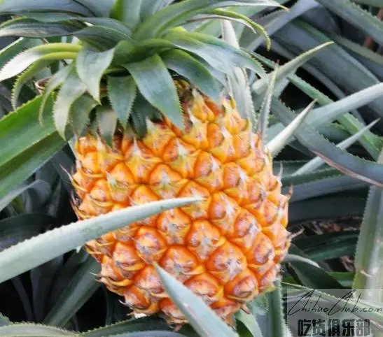 Shenwan Pineapple