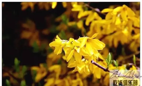 Shexian Forsythia