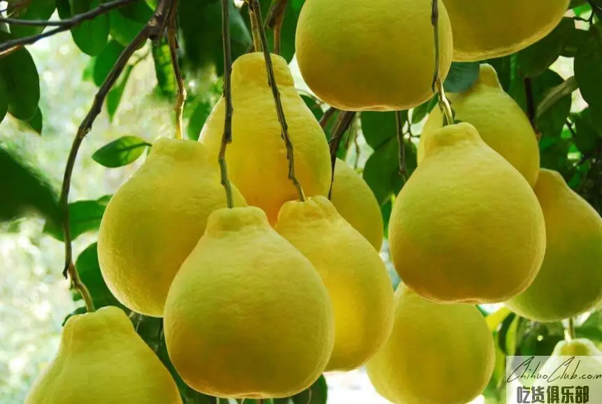 Sizhou Pomelo