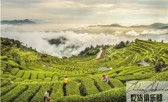 Songyang tea