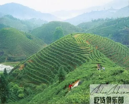 遂川狗牯脑茶