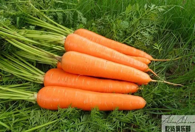 Taibao carrot