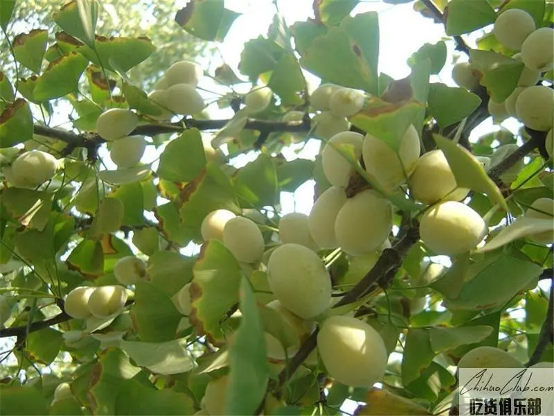 Taixing Ginkgo