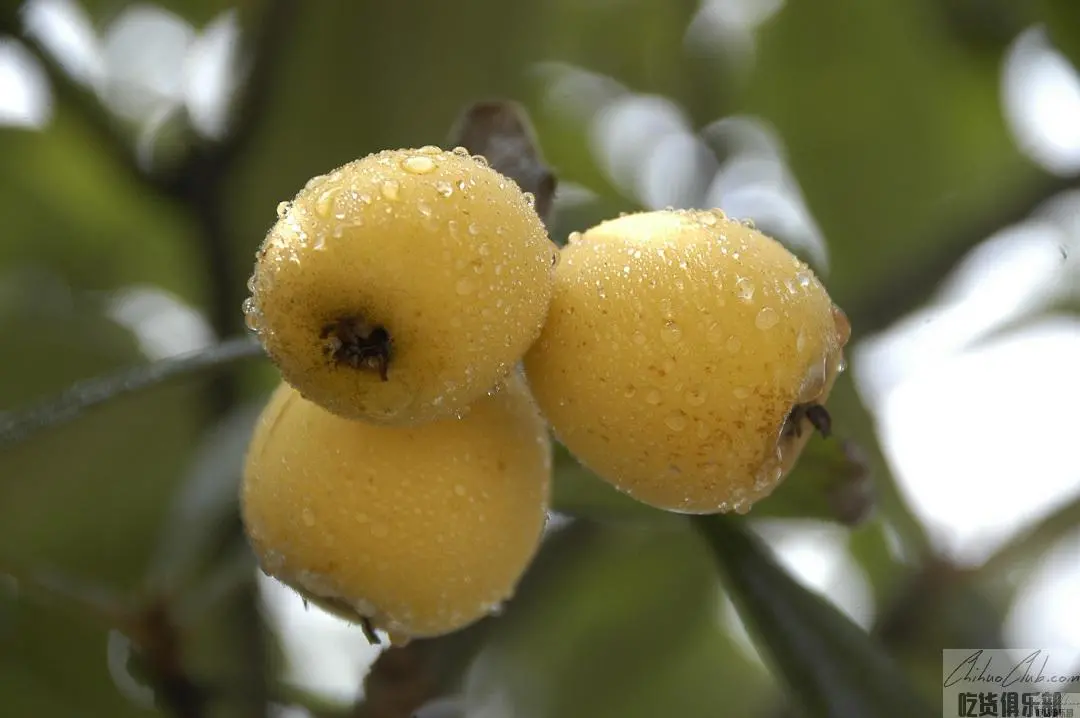 Tang Qi Loquat