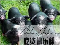 Taoyuan Black Pig
