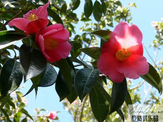 腾冲红花油茶油