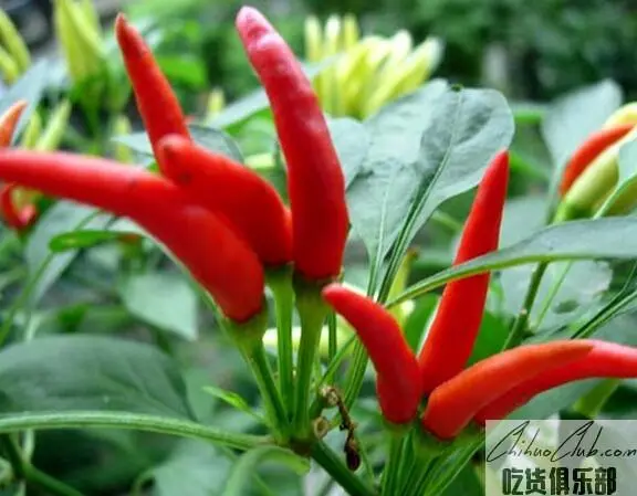 Tiandeng Chilli