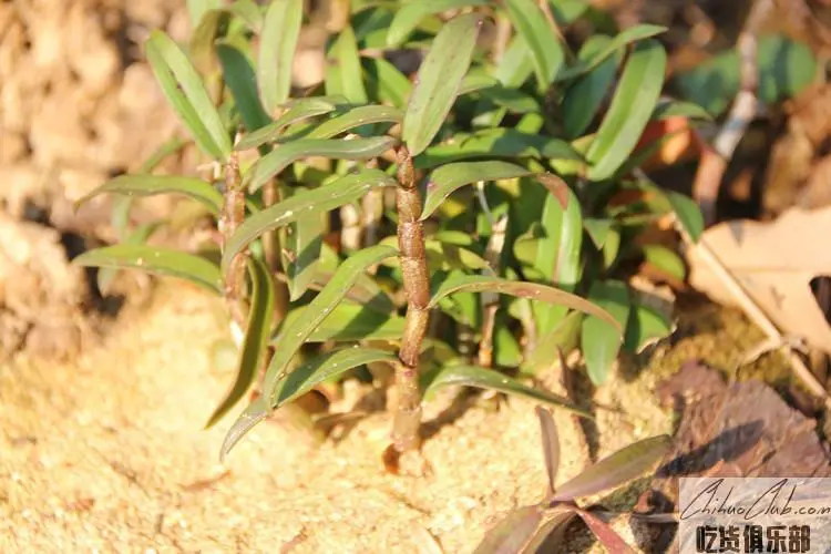 Tianmushan Dendrobium