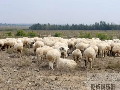 同心滩羊肉(清真)