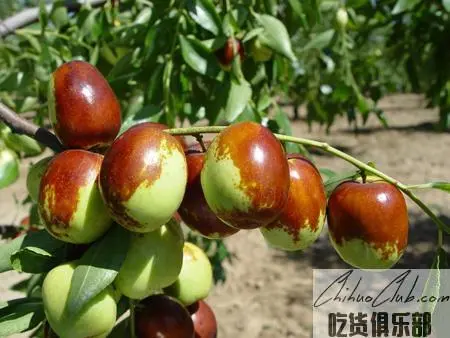 Tongxin jujube