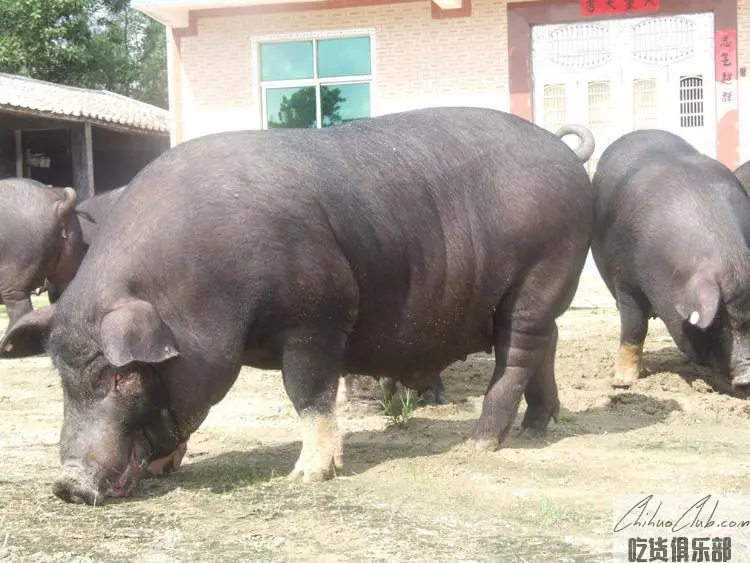 Tunchang black pig