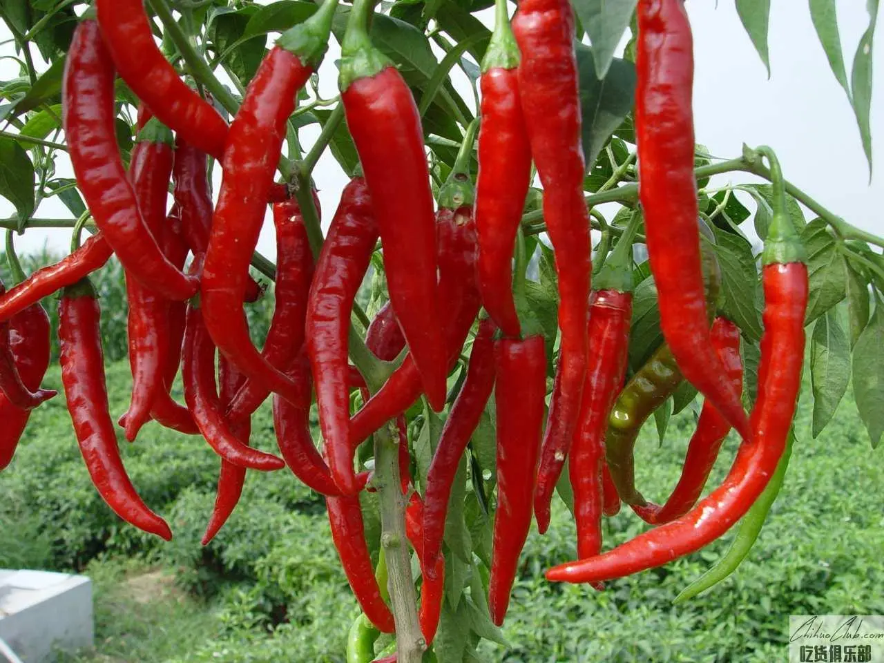 Wangdu Chili