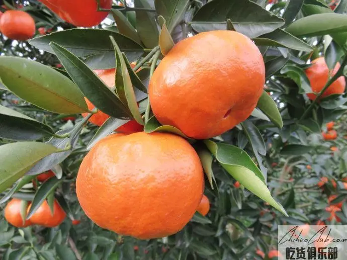 Wanzhou Red Orange (Wanxian Red Orange)