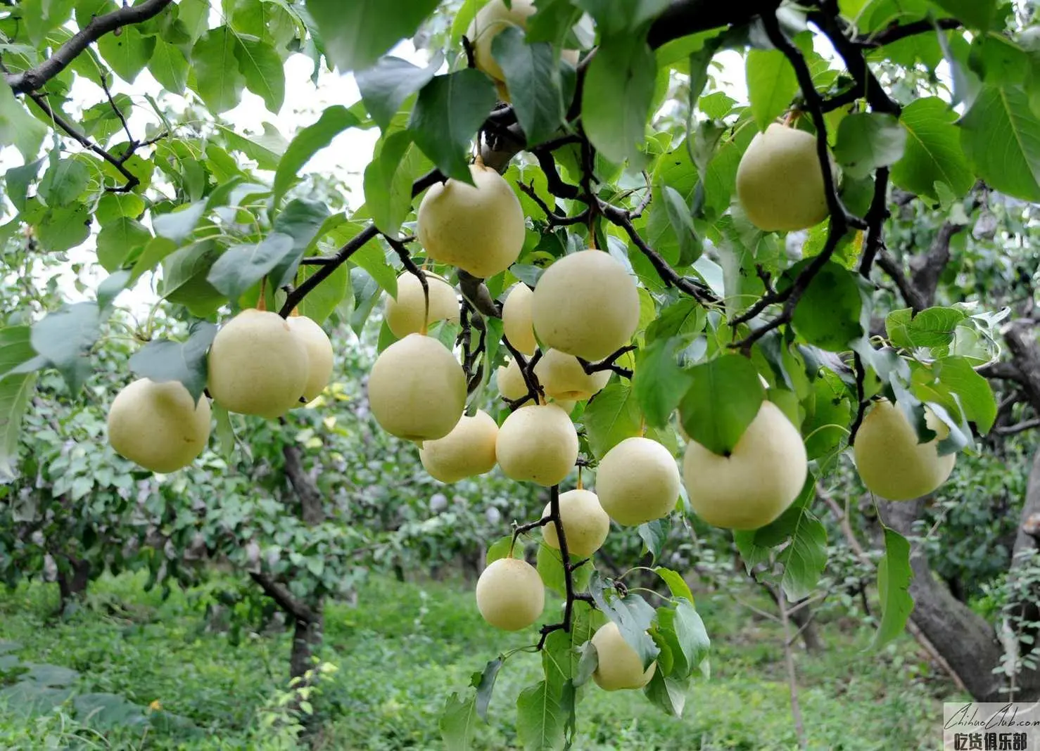 Weixian Yali Pear