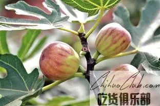 Weiyuan Fig