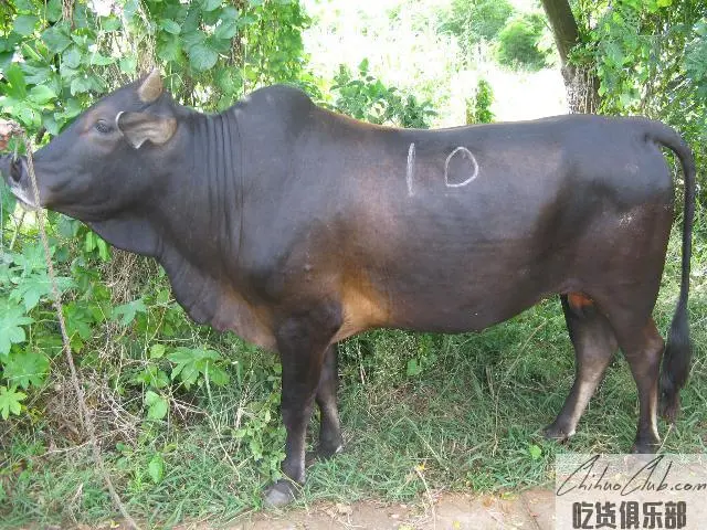 涠洲黄牛
