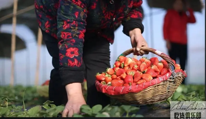 闻集草莓