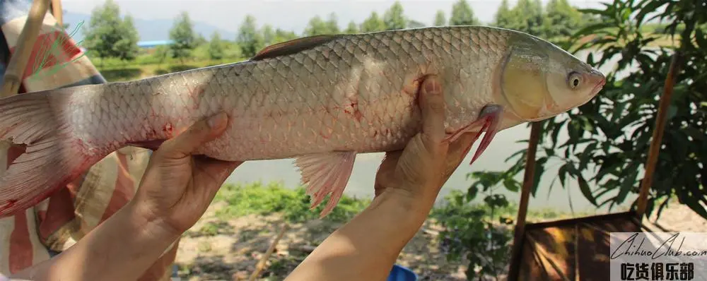 Wennai grass carp