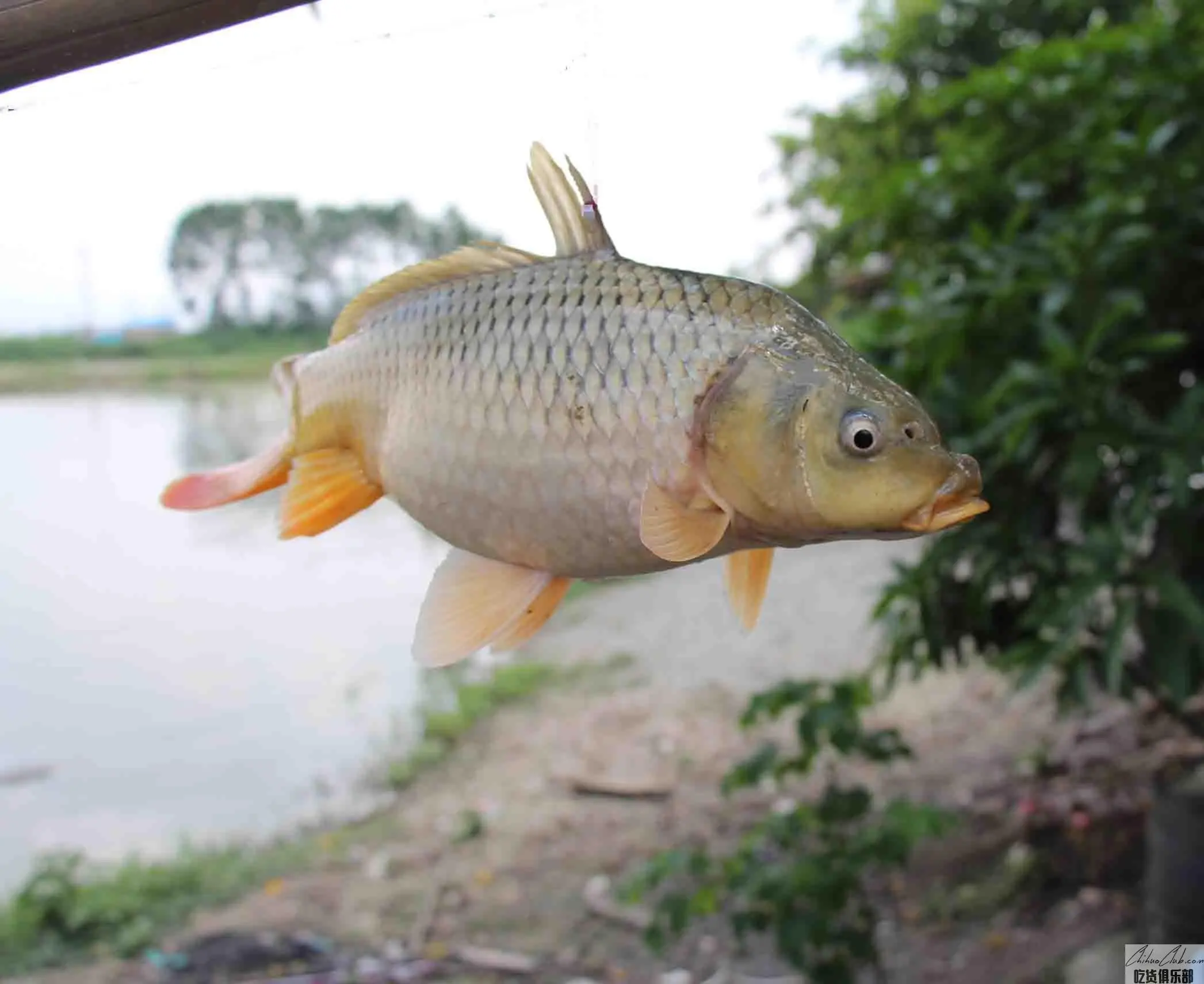 Wennai carp