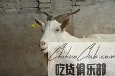 Wuchuan White Goat