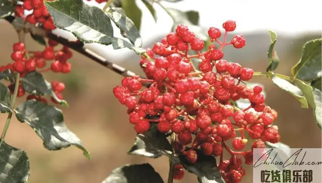 Wudu Sichuan Pepper