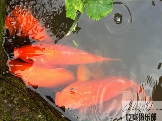 Wuyuan red carp