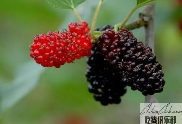 夏津椹果