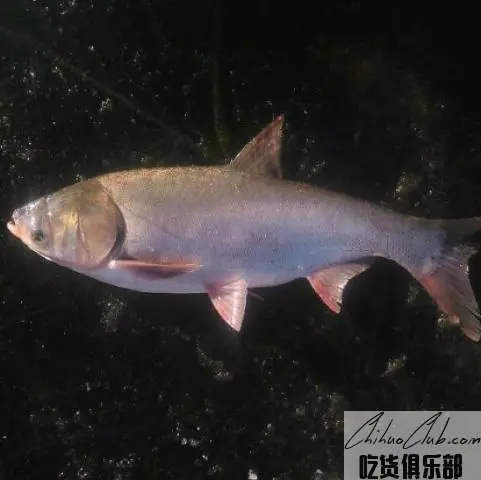 香磨山鲢鱼