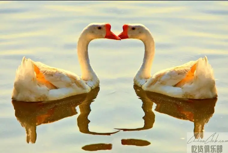 Xiangshan White Goose